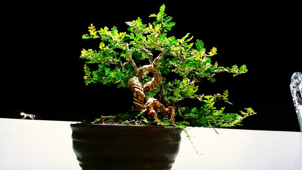 Feronalia Lucida Mini Wood Apple Pre Bonsai Mature Sapling Plant for Bonsai