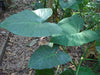 Patarveliya  Colocasia esculenta Plant