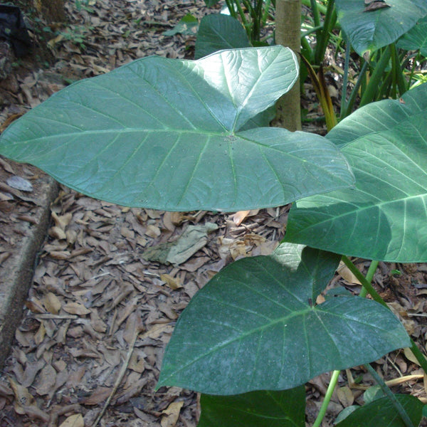 Patarveliya  Colocasia esculenta Plant
