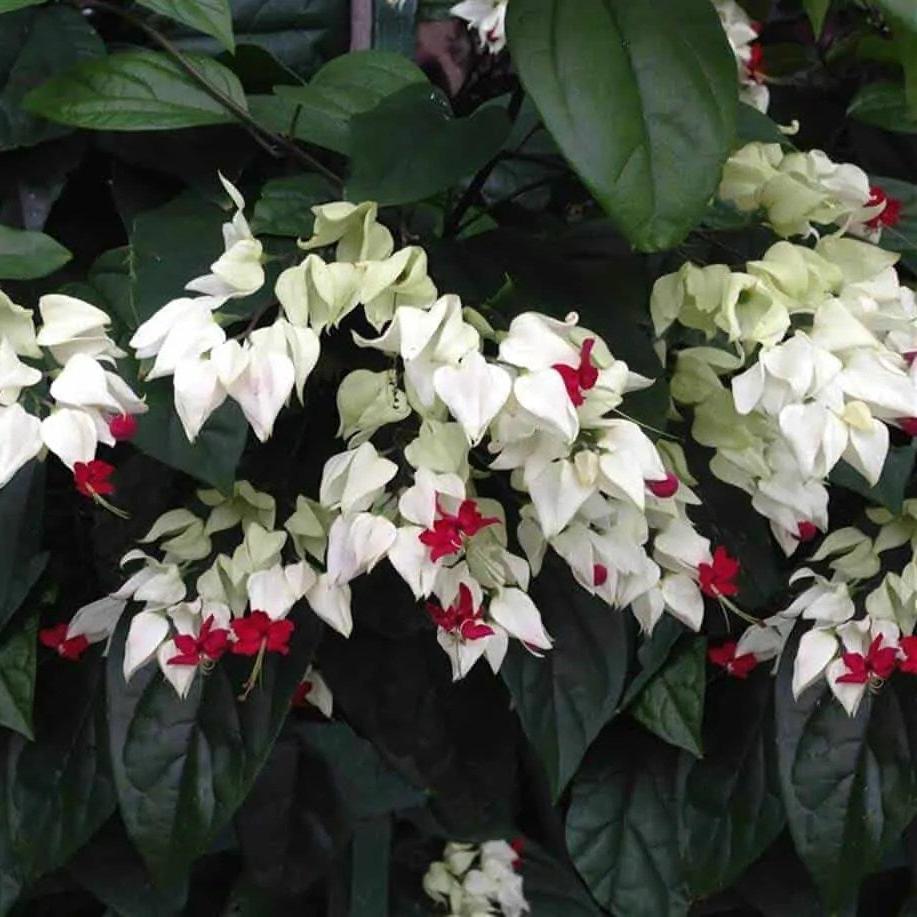 Green Paradise® Bleeding Heart Plant Clerodandrum Thomsoniae Live Plant White-Red Flowers (1 Piece)