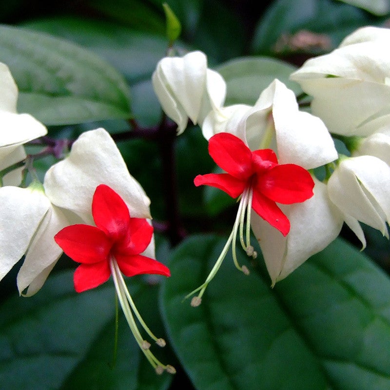 Green Paradise® Bleeding Heart Plant Clerodandrum Thomsoniae Live Plant White-Red Flowers (1 Piece)