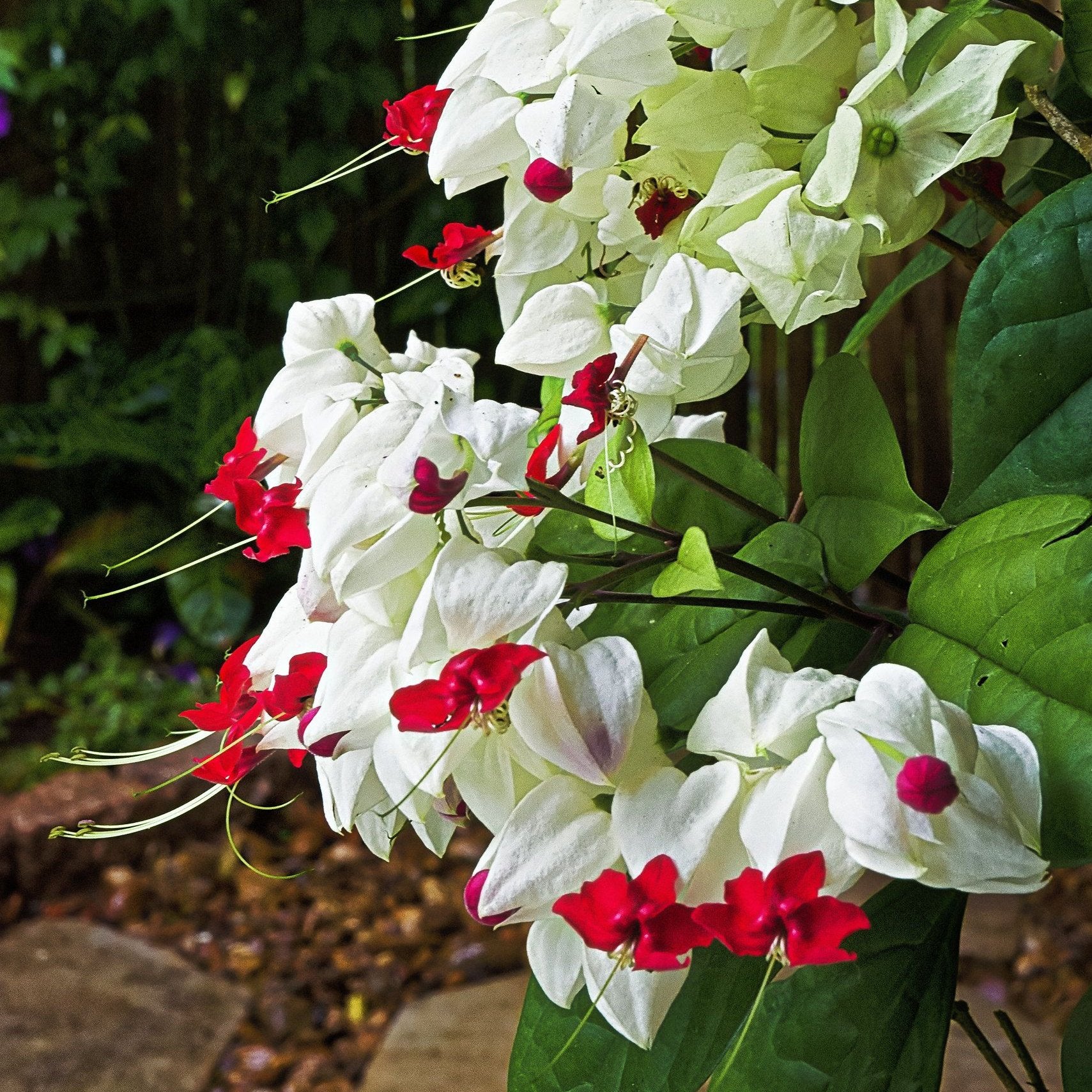 Green Paradise® Bleeding Heart Plant Clerodandrum Thomsoniae Live Plant White-Red Flowers (1 Piece)