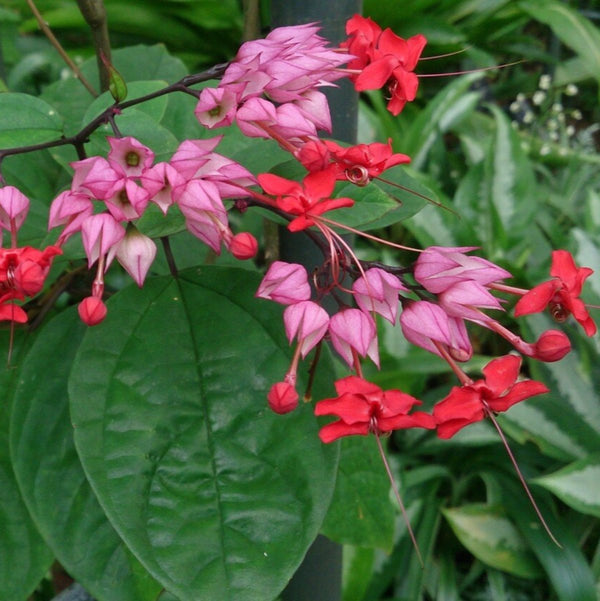 Green Paradise® Bleeding Heart Plant Clerodandrum Thomsoniae Live Plant New Rare Total Red Flowers (1 Piece With Polybag)