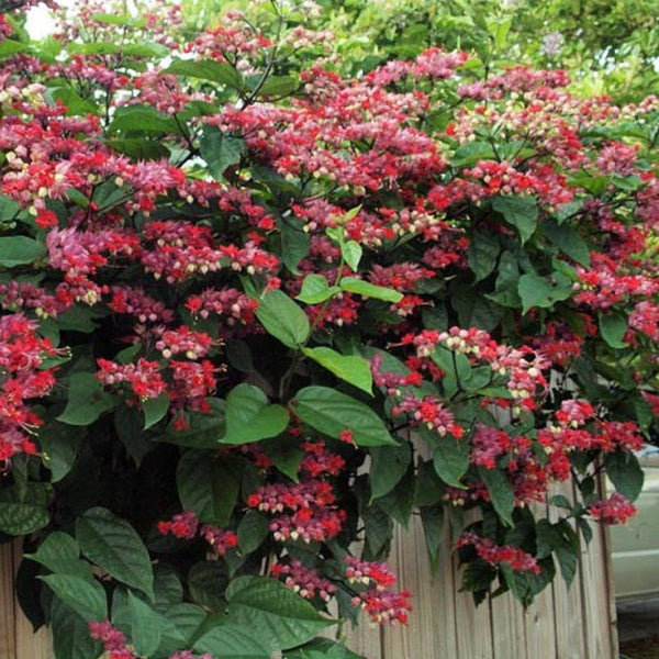 Green Paradise® Bleeding Heart Plant Clerodandrum Thomsoniae Live Plant New Rare Total Red Flowers (1 Piece With Polybag)