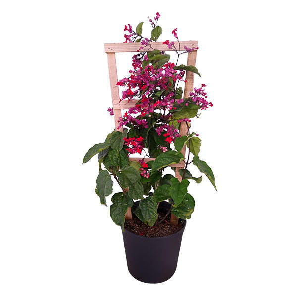 Green Paradise® Bleeding Heart Plant Clerodandrum Thomsoniae Live Plant New Rare Total Red Flowers (1 Piece With Polybag)