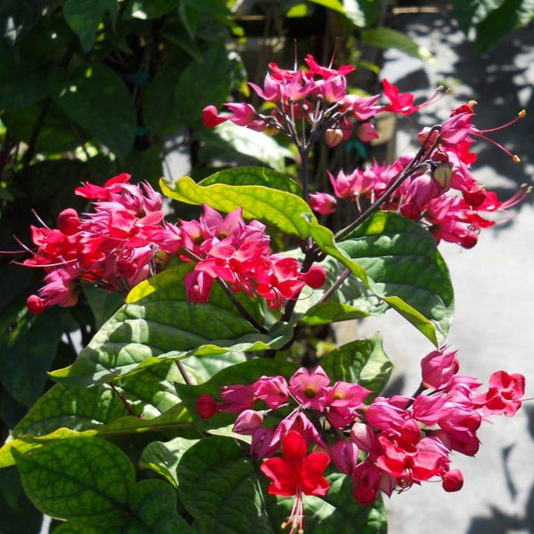 Green Paradise® Bleeding Heart Plant Clerodandrum Thomsoniae Live Plant New Rare Total Red Flowers (1 Piece With Polybag)