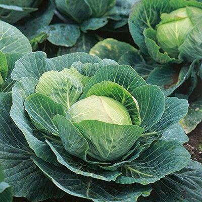 Green Paradise® Cabbage Seeds