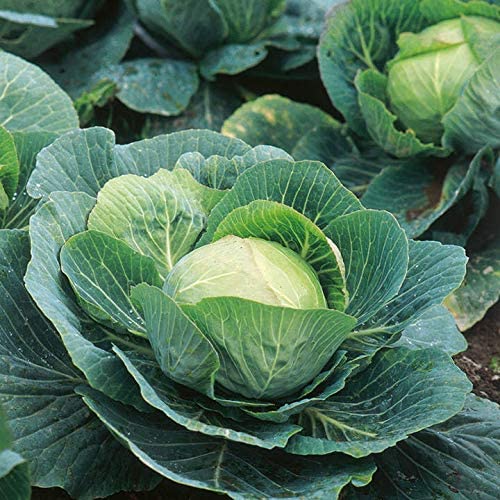 Green Paradise® Cabbage Seeds