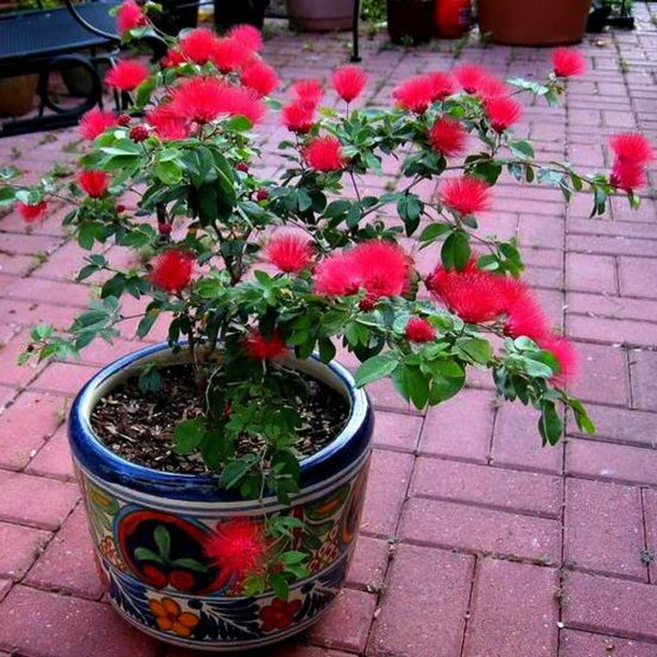 Beautiful Calliandra Red Powderpuff Live Plant