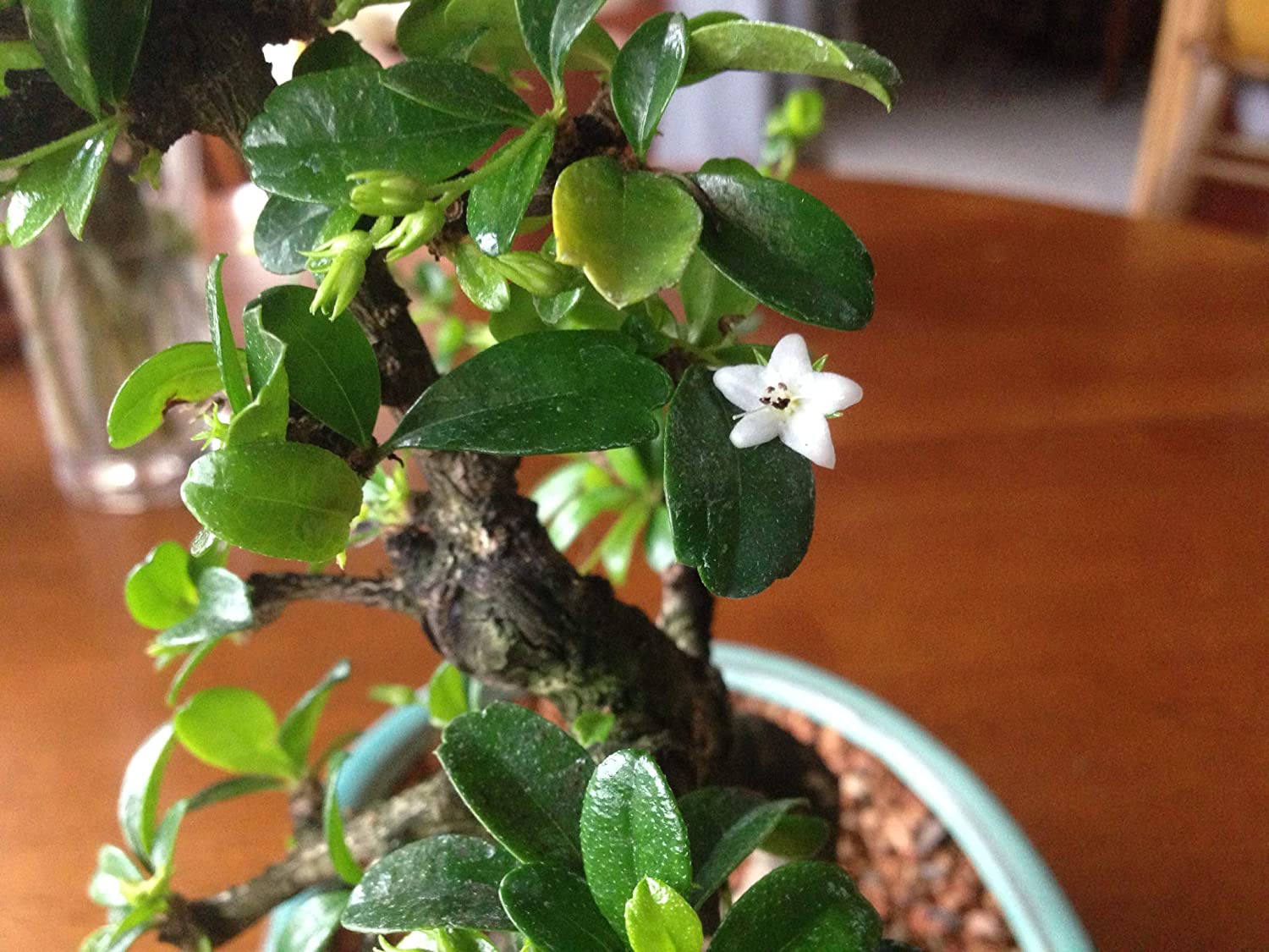 Bonsai suitable Carmona Fukien Tea Tree with Pot (Live Plant)