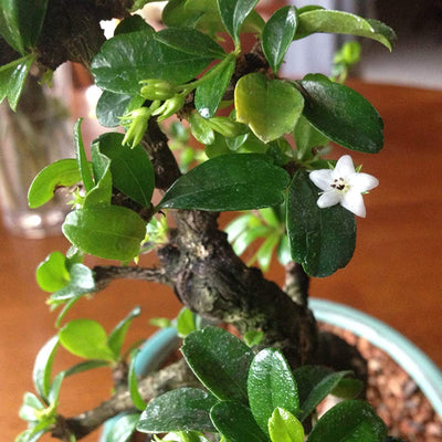 Bonsai suitable Carmona Fukien Tea Tree with Pot (Live Plant)