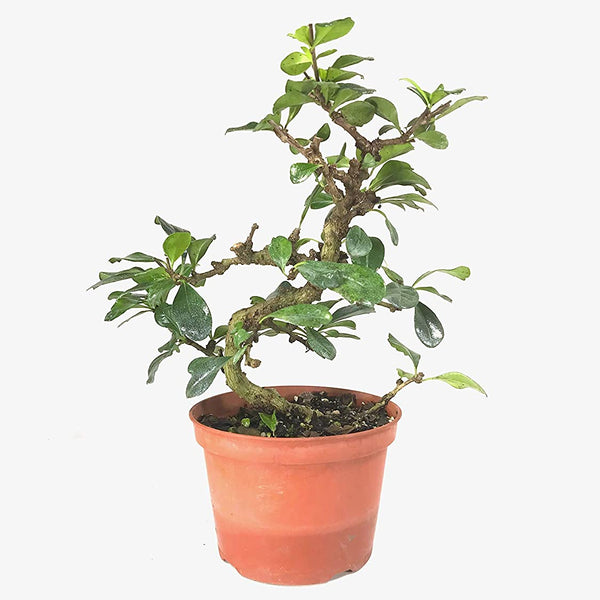 Bonsai suitable Carmona Fukien Tea Tree with Pot (Live Plant)