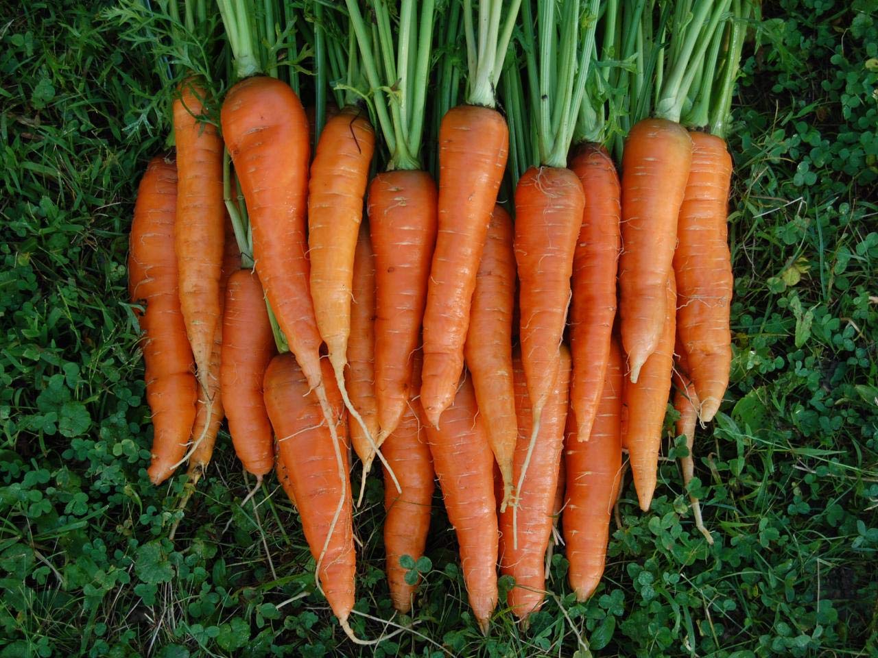 Green Paradise® Carrot Seeds