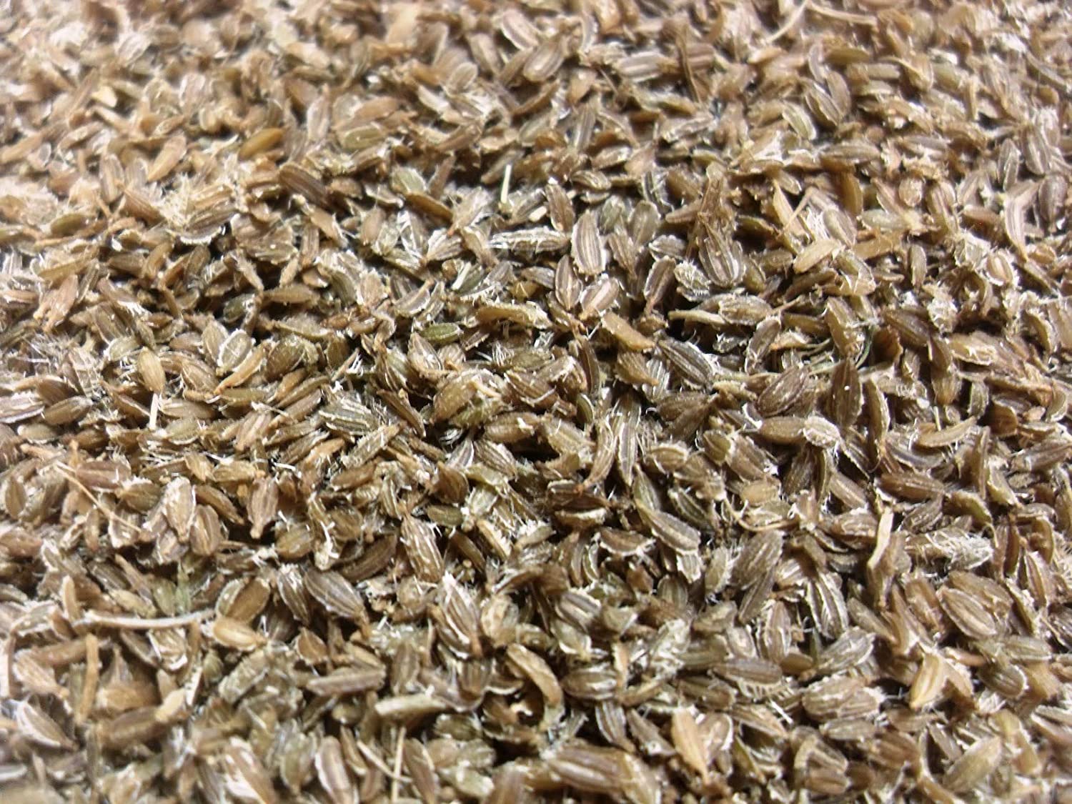 Green Paradise® Carrot Seeds