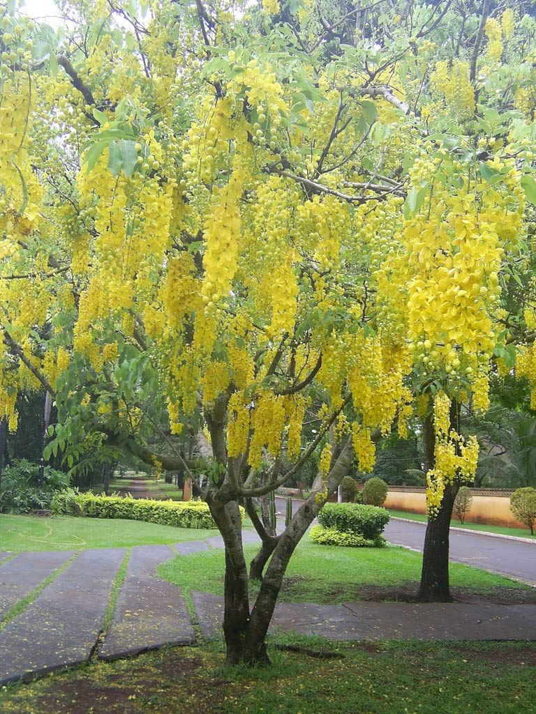 Cassia Fistula Live Plant Garmalo Tree Yellow Flowering Tree Live Sapling PLant In A Poly bag