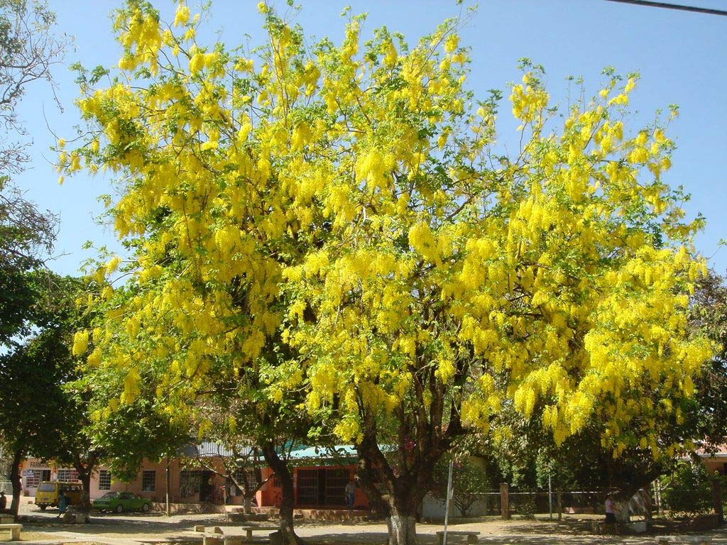 Cassia Fistula Live Plant Garmalo Tree Yellow Flowering Tree Live Sapling PLant In A Poly bag