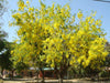 Cassia Fistula Live Plant Garmalo Tree Yellow Flowering Tree Live Sapling PLant In A Poly bag