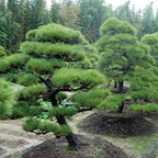 Casuarina Live Small Sapling Plant for Bonsai and Topiary 30 cm Sapling Healthy Live Plant