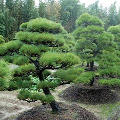 Casuarina Live Small Sapling Plant for Bonsai and Topiary 30 cm Sapling Healthy Live Plant