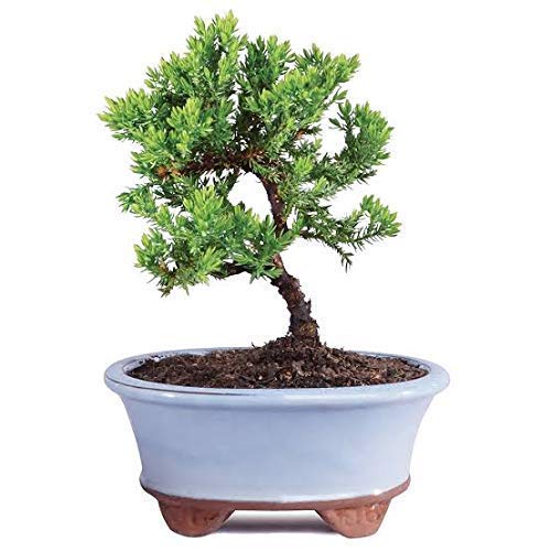 Juniper Plant Chinensis juniper plant suitable for Bonsai Sapling Plant