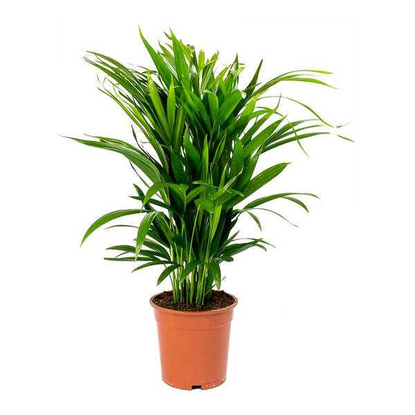Green Paradise Air Purifier Areca Palm for Tabletop Indoor Live Plant in Plastic Pot