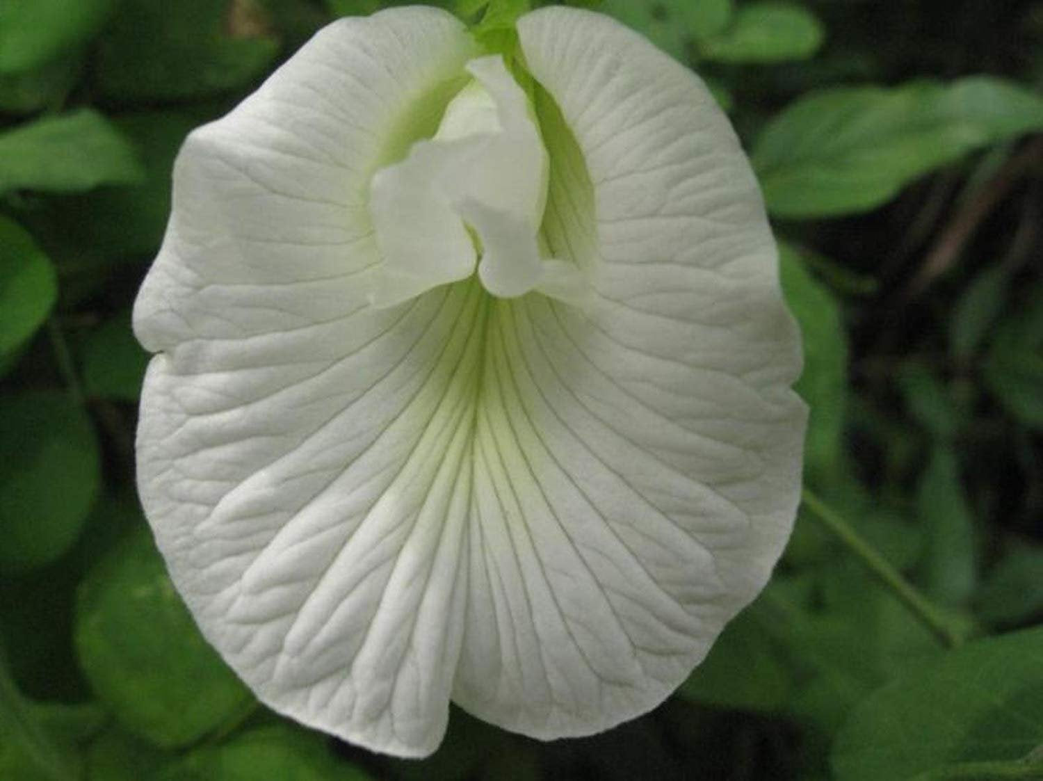 White Aparajita Live Plant