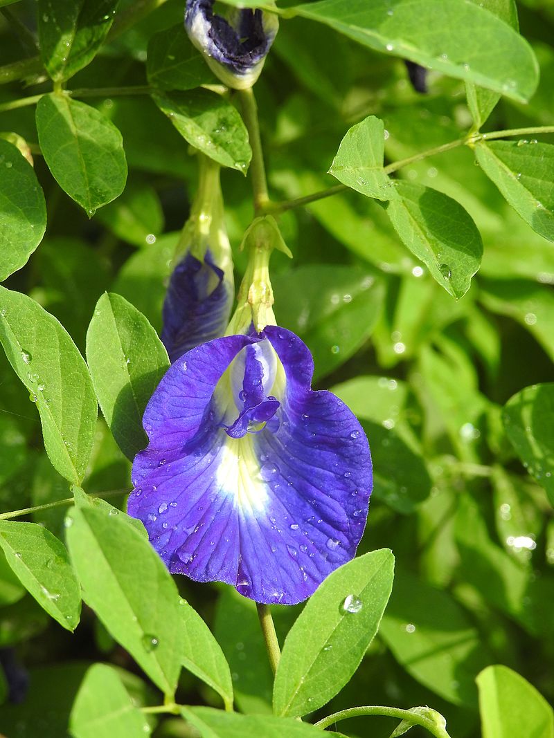 Aparajita Clitoria Ternatea Blue Single Petals Flowers Herbal Plant