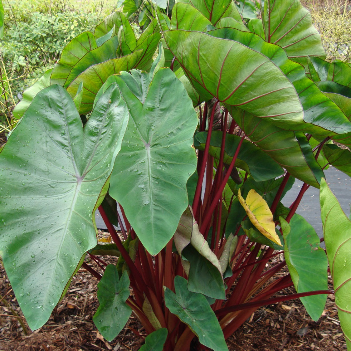 Patarveliya  Colocasia esculenta Plant