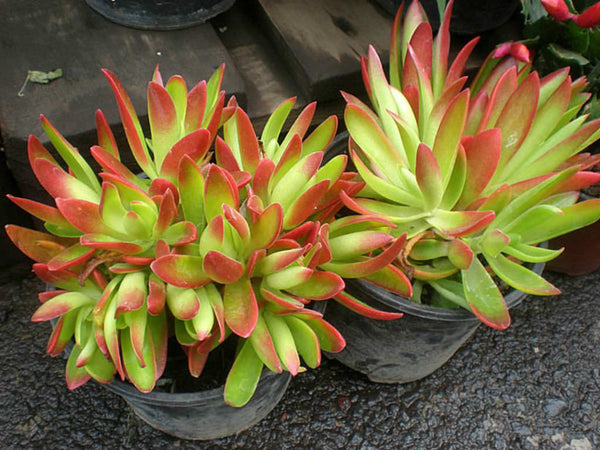 Crassula Campfire Plant