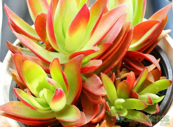 Crassula Campfire Plant