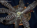Cryptanthus Black Tiger Very Rare Colour Exotic Live Indoor Plant
