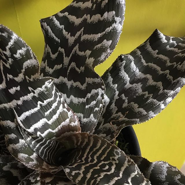 Cryptanthus Black Tiger Very Rare Colour Exotic Live Indoor Plant