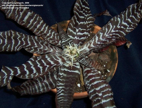 Cryptanthus Black Tiger Very Rare Colour Exotic Live Indoor Plant