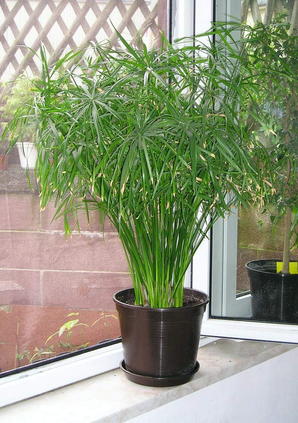 Cyperus Alternifolius Indoor Live Plant