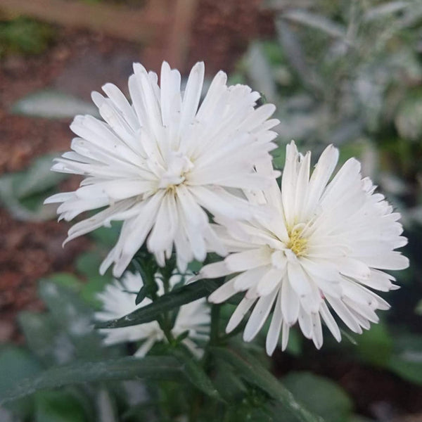 Daisy Plant With Pot Beautiful New White Double Petals Daisy Flower Plant