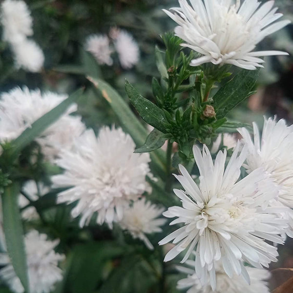 Daisy Plant With Pot Beautiful New White Double Petals Daisy Flower Plant