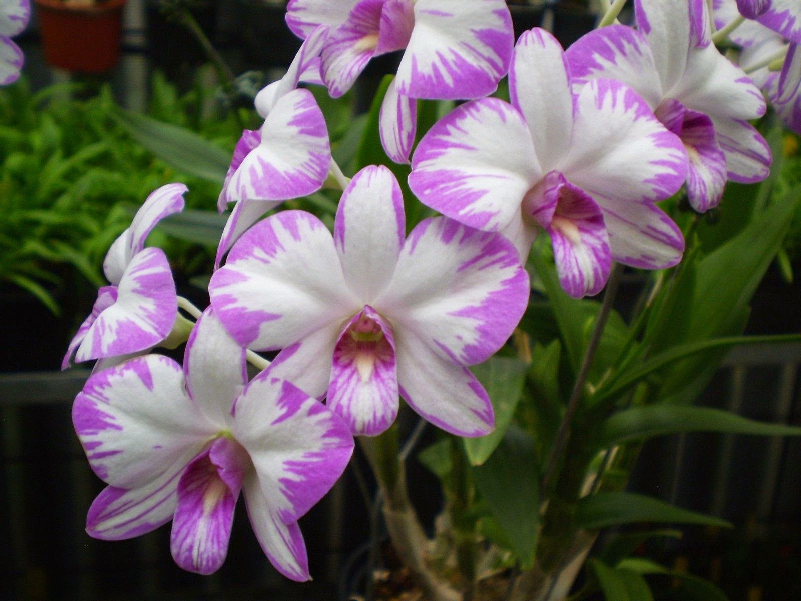 Best Orchid Plants Supplier