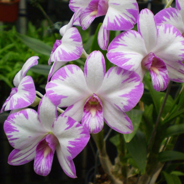 Best Orchid Plants Supplier
