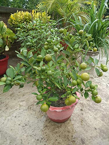 Green Paradise Original Desi Lemon Plant