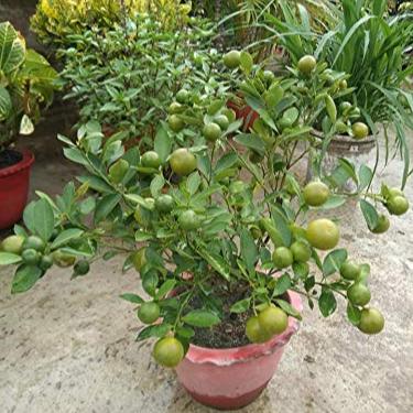 Green Paradise Original Desi Lemon (Kagzi Lemon)Plant