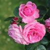 Green Paradise Desi Pink Fragrant Rose Plant Gulkand Rose Plant