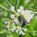 Din ka Raja Cestrum diurnum Live Plant