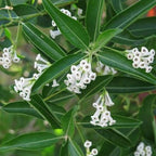 Din ka Raja Cestrum diurnum Live Plant
