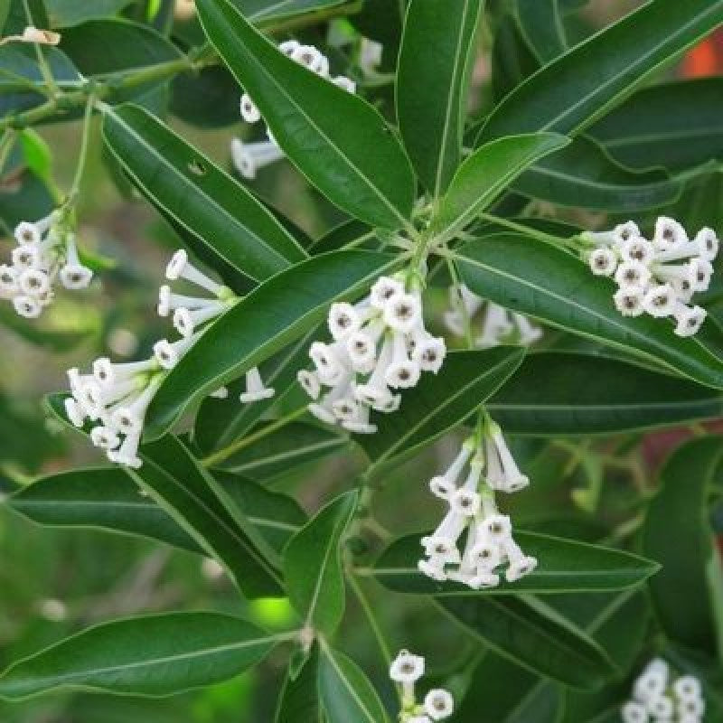 Din ka Raja Cestrum diurnum Live Plant