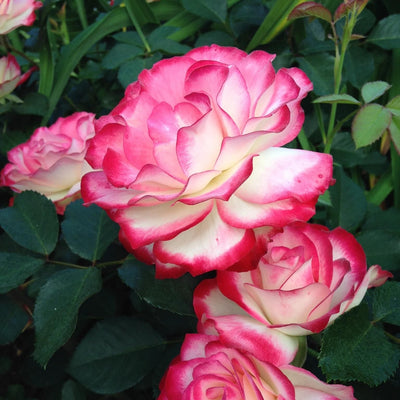 Double Delite Rose Plant