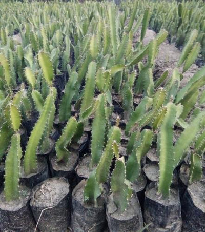 Sweetest Dragon fruit Ever Plants (Red)