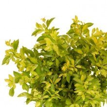Duranta Golden Live Plant