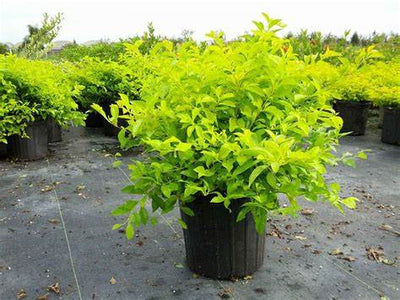 Duranta Golden Live Plant