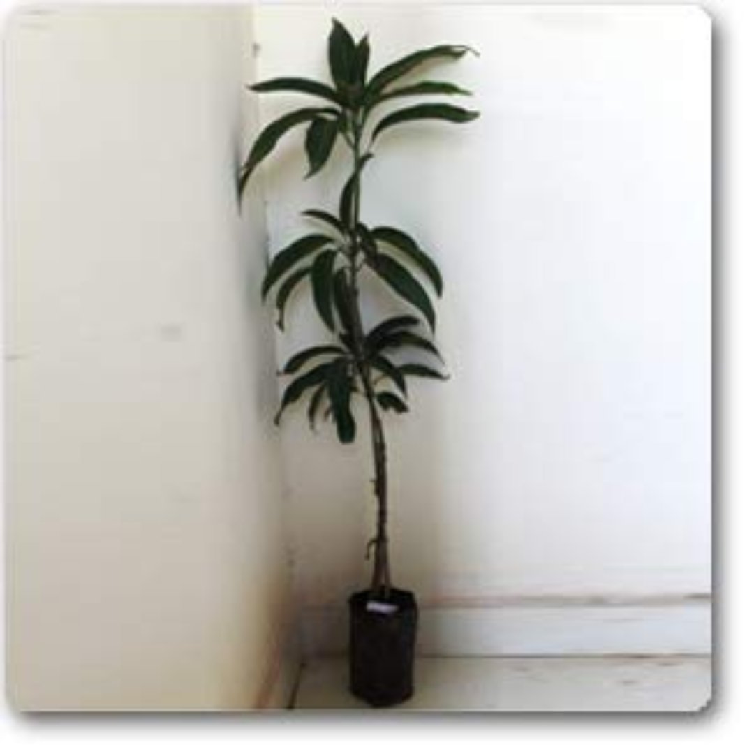 Exclusive Dusheri Mango Live Plant-Green Paradise Live