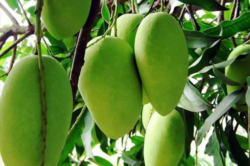 Exclusive Dusheri Mango Live Plant-Green Paradise Live